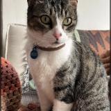 Picture of cat lost at Mdeo