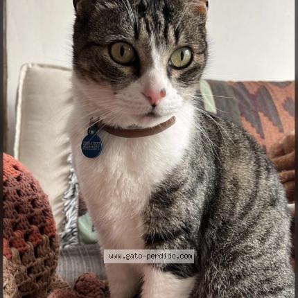 Photo 1/1 Crystal Chat lost in Mdeo