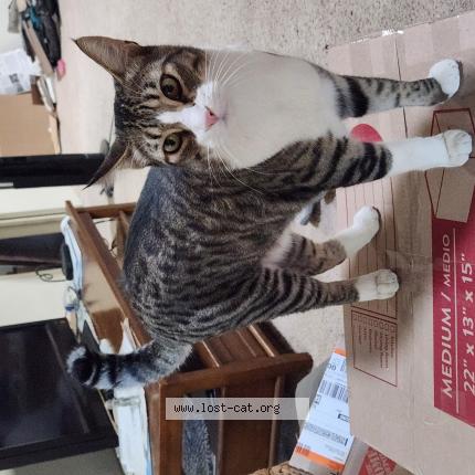 Photo 1/1 Reggie Jonasen Cat lost in Scottsdale Az