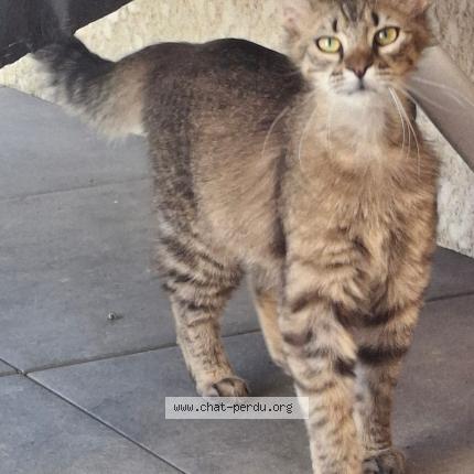 Photo 1/2 Mojito Chat lost in Verdun sur garonne