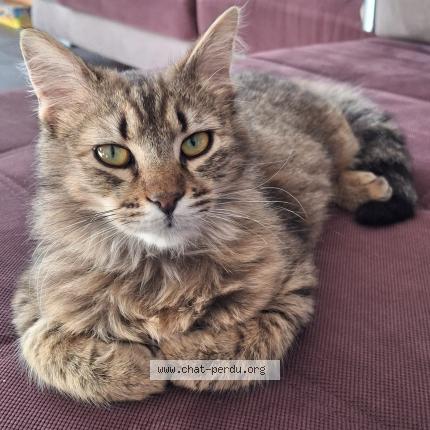 Photo 2/2 Mojito Chat lost in Verdun sur garonne