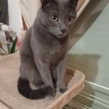 Picture of cat lost at Thyez