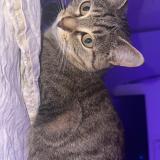 Picture of cat lost at Cernay