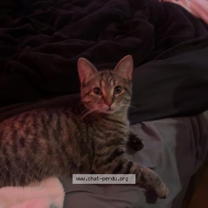Photo 1/1 Casca Chat lost in Beauport qc