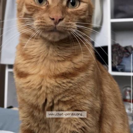 Photo 1/1 winnie Chat lost in Beaufort en anjou