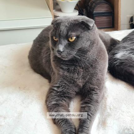 Photo 1/1 Woky Chat lost in Mon