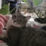 Picture of cat lost at Grenoble