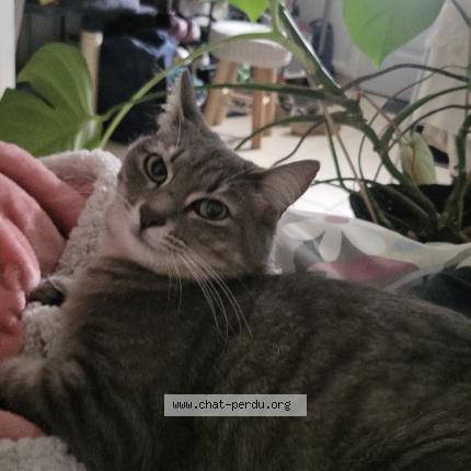 Photo 1/1 Mochi Chat lost in Grenoble