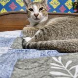 Picture of cat lost at Fulia