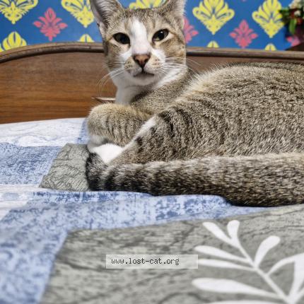 Photo 1/1 Mutu Chat lost in Fulia