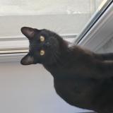 Picture of cat lost at Moyeuvre Grande