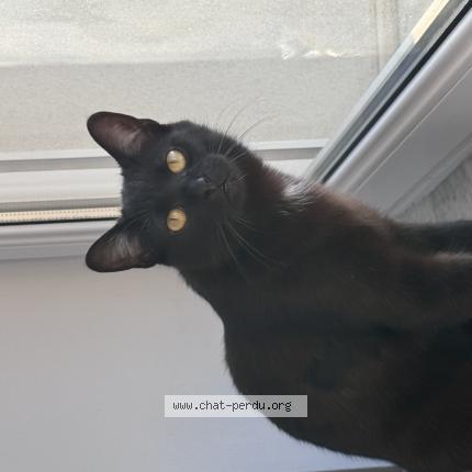 Photo 1/1 Kino Chat lost in Moyeuvre grande