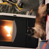 Picture of cat lost at Nieppe