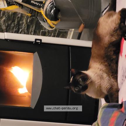 Photo 1/1 TWIX Chat lost in Nieppe