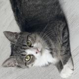 Picture of cat lost at Tourcoing