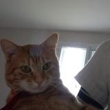 Picture of cat lost at La Charite Sur Loire