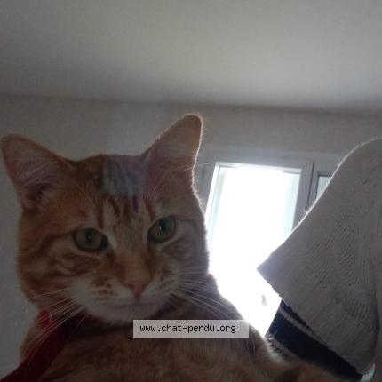 Photo 1/1 Symba Chat lost in La charite sur loire