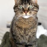 Picture of cat lost at Jard Sur Mer