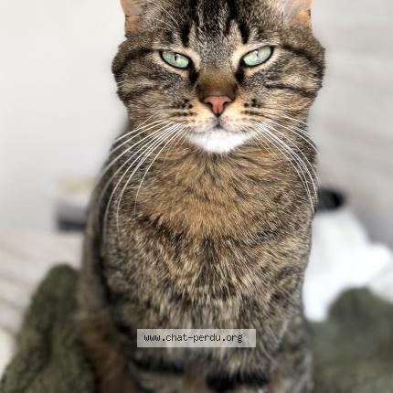 Photo 1/1 Cosmo Chat lost in Jard sur mer