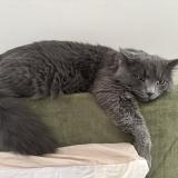 Picture of cat lost at Massy