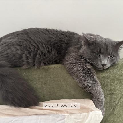 Photo 1/1 RASHFORD Chat lost in Massy