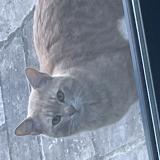 Picture of cat found at Le Perreux Sur Marne