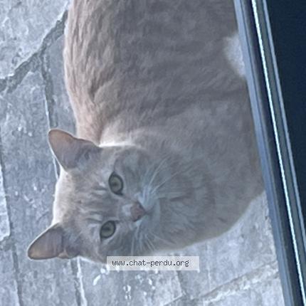 Photo 1/1 Found cat Found in Le perreux sur marne