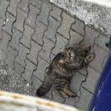 Picture of cat found at Capendu