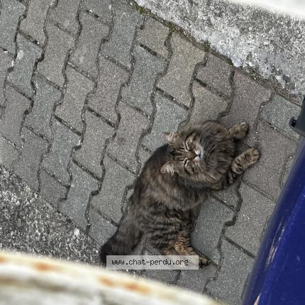 Photo 1/1 Found cat Found in Capendu