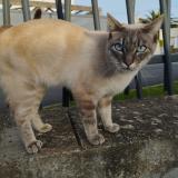 Picture of cat found at Brest