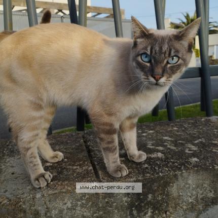 Photo 1/1 Found cat Found in Brest