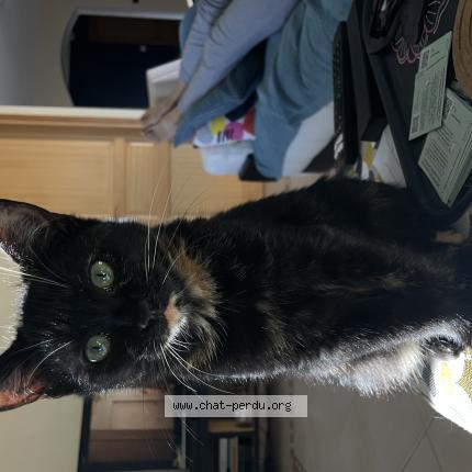 Photo 1/1 Violette Chat lost in La jarne