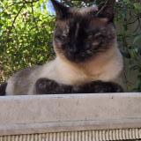 Picture of cat found at Issy Les Moulineaux