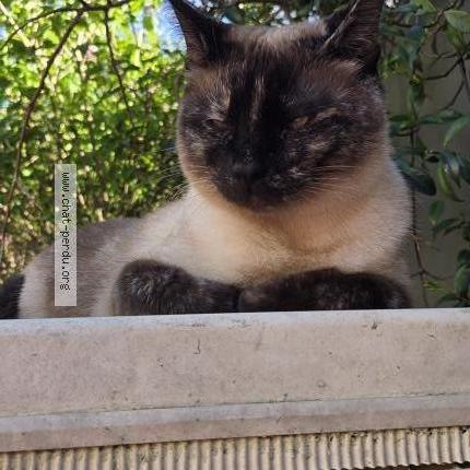 Photo 1/1 Found cat Found in Issy les moulineaux