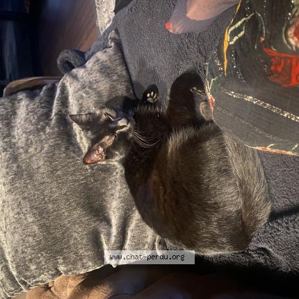 Photo 1/1 YUMI Chat lost in Outarville