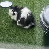 Picture of cat found at Tourcoing