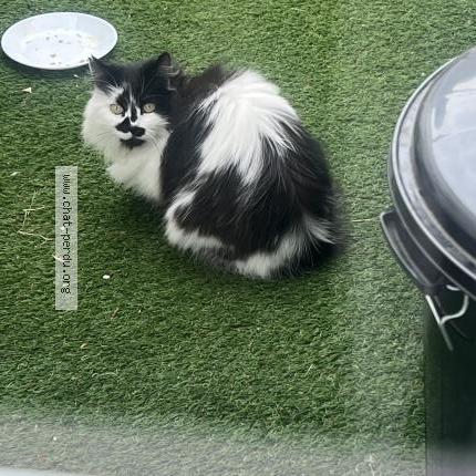 Photo 1/1 Found cat Found in Tourcoing