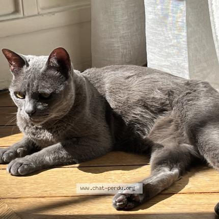 Photo 1/1 Litchi Chat lost in Crouy en thelle