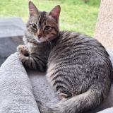 Picture of cat lost at La Buisse Coublevie Grenoble