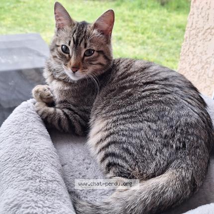 Photo 1/2 Louna Chat lost in La buisse coublevie grenoble