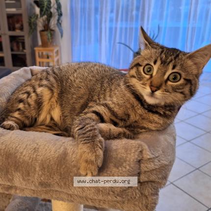 Photo 2/2 Louna Chat lost in La buisse coublevie grenoble