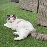 Picture of cat lost at Choisy Le Roi