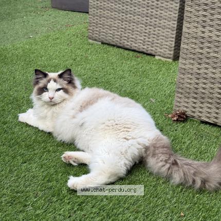 Photo 1/1 vicky Chat lost in Choisy le roi