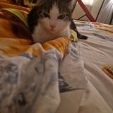 Picture of cat lost at Pessac