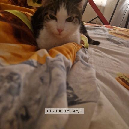 Photo 1/1 Gnocci Chat lost in Pessac