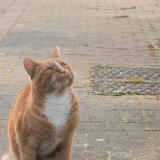 Picture of cat found at Linselles