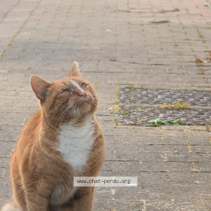 Photo 1/1 Found cat Found in Linselles