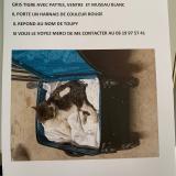 Picture of cat lost at Condat