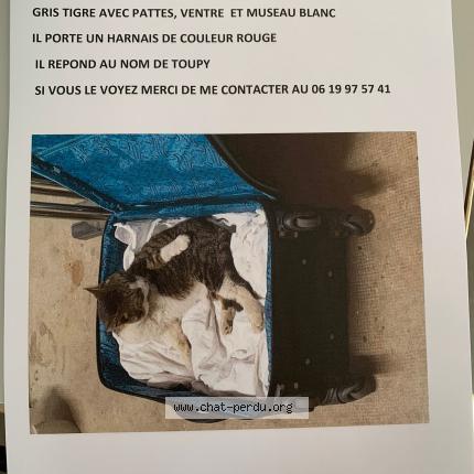 Photo 1/1 Toupie Chat lost in Condat