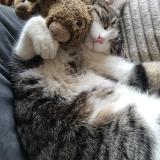 Picture of cat lost at Tarare